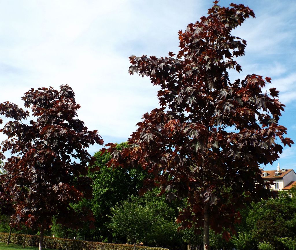 Acero rosso:  quale specie?  -  Cultivar di Acer platanoides